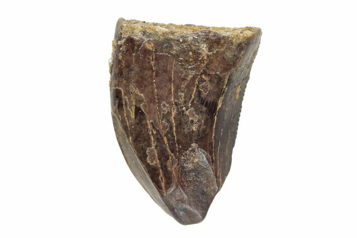 Feeding Worn Theropod Dinosaur Tooth - Hell Creek Formation #204245